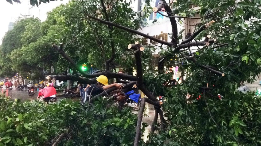 Nhân viên công ty cây xanh nhanh chóng có mặt tiến hành dọn dẹp hiện trường. 
